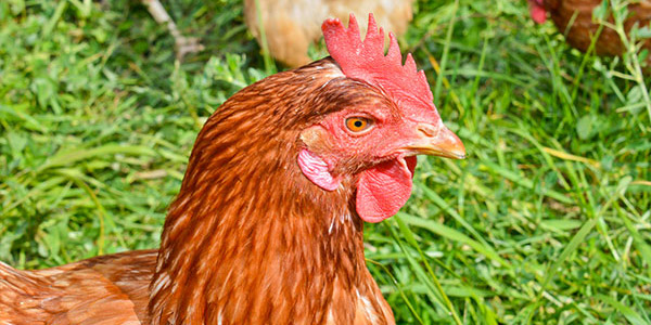 Huhn im Freiland-Hühnermobil