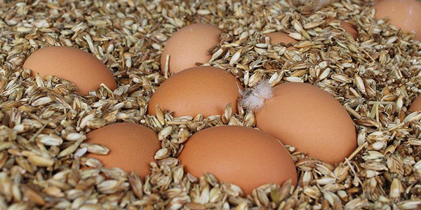 Frische Eier aus dem Bauernladen