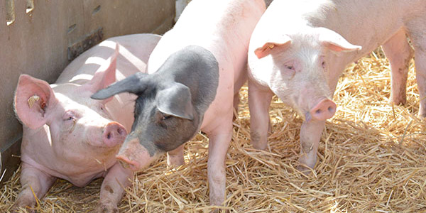 ökologische Schweinehaltung
